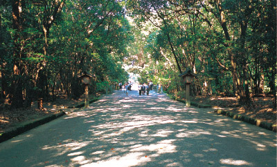 梛（なぎ）の木立に包まれた宮崎神宮の参道