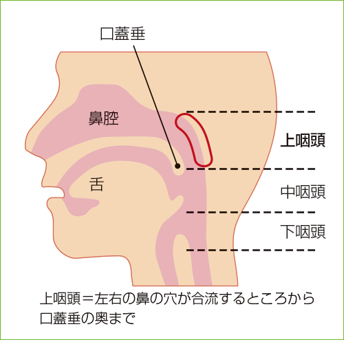 [図] 上咽頭の位置